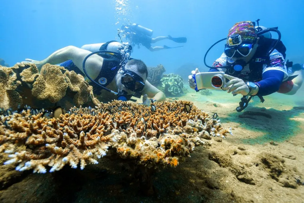 Snorkeling (lặn ngắm san hô) theo tour hoặc tự thuê đồ