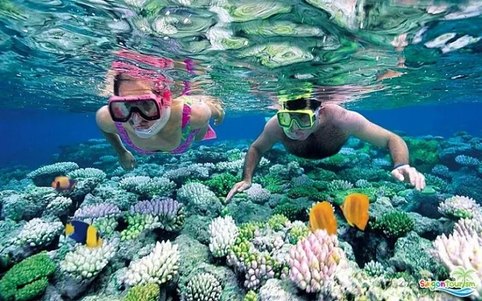 Coral snorkeling (snorkeling/diving tour)