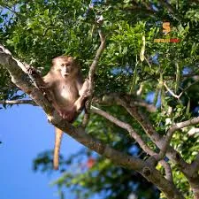 Observe monkeys along the way (from afar)