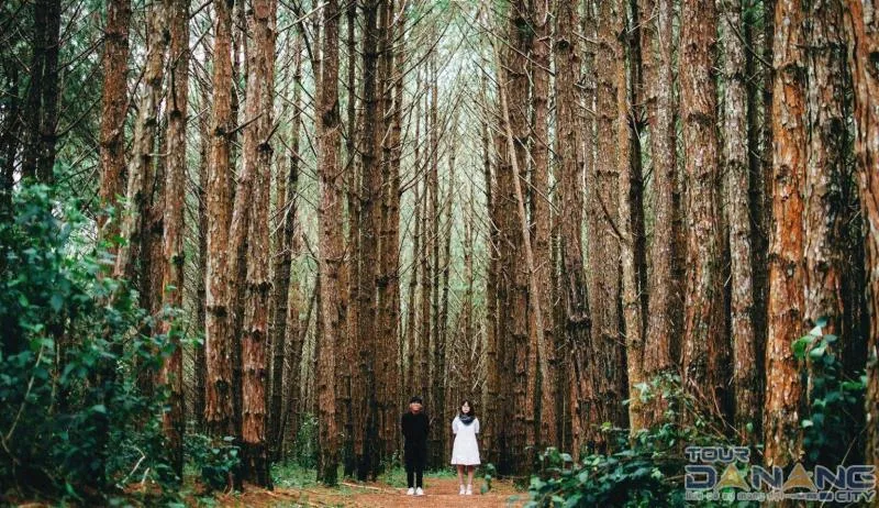 Check-in photos with pine background and afternoon sun