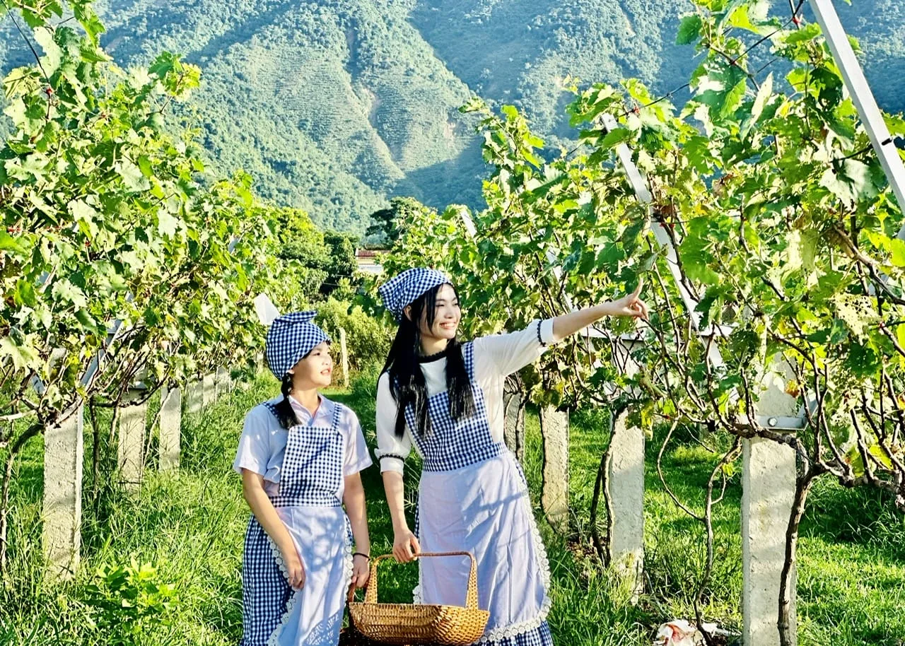 เที่ยวชมและถ่ายรูปในสวนองุ่น